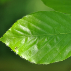 Photographie n°27618 du taxon Fagus sylvatica L. [1753]