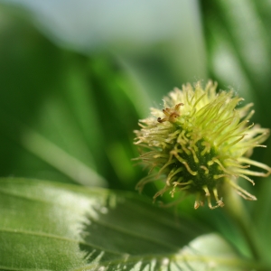 Photographie n°27622 du taxon Fagus sylvatica L. [1753]