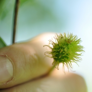 Photographie n°27623 du taxon Fagus sylvatica L. [1753]