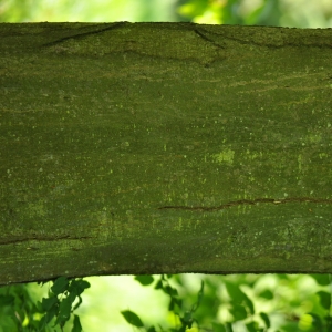 Photographie n°27626 du taxon Carpinus betulus L. [1753]