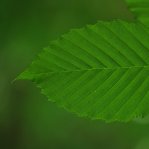 Photographie n°27627 du taxon Carpinus betulus L. [1753]