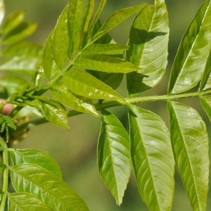 Photographie n°27637 du taxon Fraxinus excelsior L. [1753]