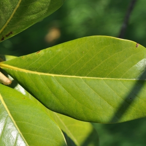 Photographie n°27640 du taxon Magnolia grandiflora L. [1759]