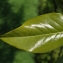  Sebastien POULLOT - Magnolia grandiflora L. [1759]