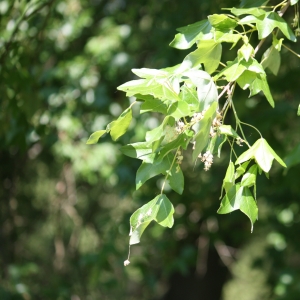 Photographie n°27651 du taxon Acer monspessulanum L. [1753]