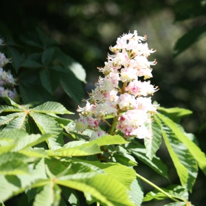 Photographie n°27666 du taxon Aesculus hippocastanum L. [1753]