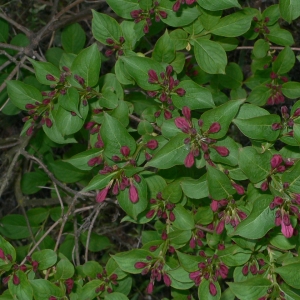 Photographie n°27674 du taxon Weigela florida (Bunge) A.DC. [1839]