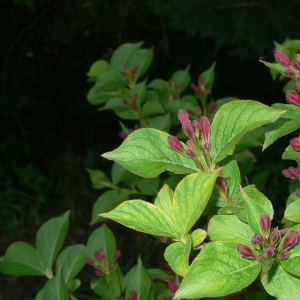 Photographie n°27675 du taxon Weigela florida (Bunge) A.DC. [1839]