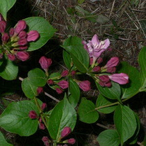 Photographie n°27678 du taxon Weigela florida (Bunge) A.DC. [1839]