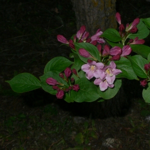 Photographie n°27679 du taxon Weigela florida (Bunge) A.DC. [1839]