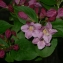  Pierre Bonnet - Weigela florida (Bunge) A.DC. [1839]