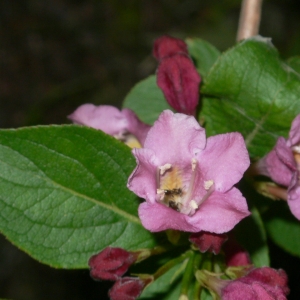 Photographie n°27681 du taxon Weigela florida (Bunge) A.DC. [1839]