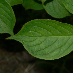 Photographie n°27683 du taxon Weigela florida (Bunge) A.DC. [1839]