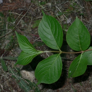  - Weigela florida (Bunge) A.DC. [1839]