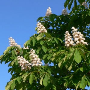 Photographie n°27699 du taxon Aesculus hippocastanum L. [1753]