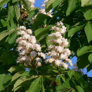 Photographie n°27700 du taxon Aesculus hippocastanum L. [1753]