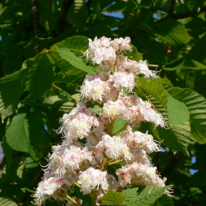 Photographie n°27702 du taxon Aesculus hippocastanum L. [1753]