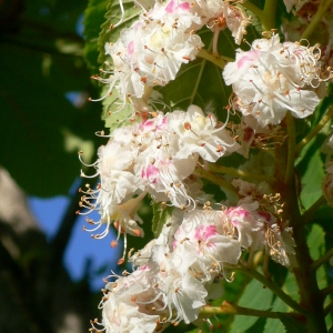 Photographie n°27703 du taxon Aesculus hippocastanum L. [1753]