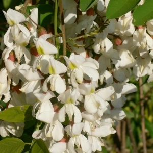 Robinia pseudoacacia L. (Acacia)