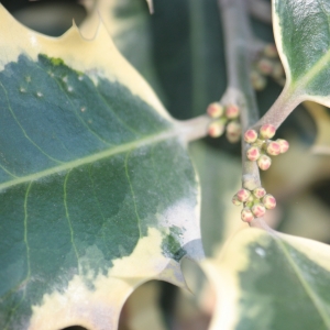 Photographie n°27767 du taxon Ilex aquifolium L. [1753]