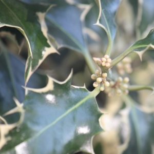 Photographie n°27784 du taxon Ilex aquifolium L. [1753]