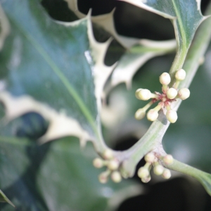 Photographie n°27786 du taxon Ilex aquifolium L. [1753]