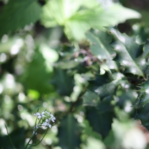 Photographie n°27788 du taxon Ilex aquifolium L. [1753]