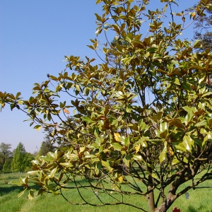 Photographie n°27794 du taxon Magnolia grandiflora L. [1759]