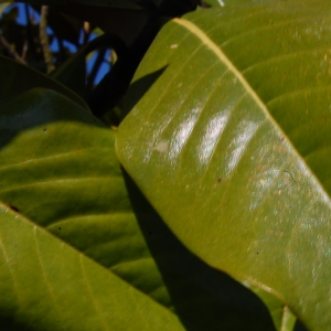Photographie n°27795 du taxon Magnolia grandiflora L. [1759]