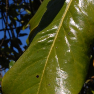 Photographie n°27796 du taxon Magnolia grandiflora L. [1759]