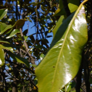 Photographie n°27797 du taxon Magnolia grandiflora L. [1759]