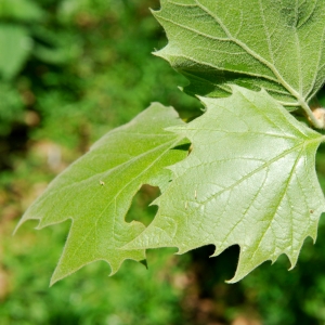 Photographie n°27810 du taxon Platanus x hispanica Mill. ex Münchh. [1770]