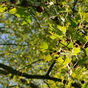 Photographie n°27816 du taxon Platanus x hispanica Mill. ex Münchh. [1770]