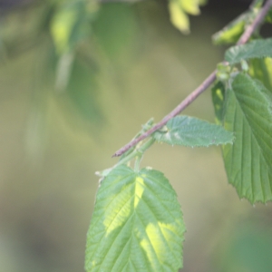 Photographie n°27830 du taxon Corylus avellana L. [1753]