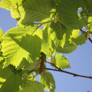 Photographie n°27838 du taxon Corylus avellana L. [1753]