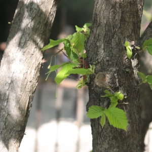 Photographie n°27848 du taxon Corylus avellana L. [1753]