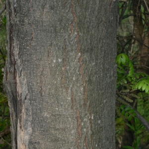 Photographie n°27857 du taxon Gleditsia triacanthos L. [1753]