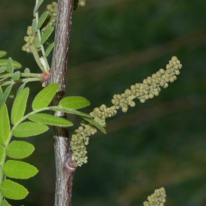 Photographie n°27860 du taxon Gleditsia triacanthos L. [1753]