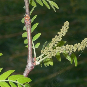 Photographie n°27861 du taxon Gleditsia triacanthos L. [1753]