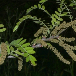 Photographie n°27863 du taxon Gleditsia triacanthos L. [1753]