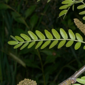 Photographie n°27865 du taxon Gleditsia triacanthos L. [1753]