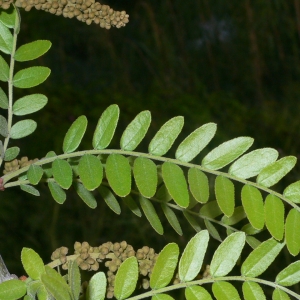 Photographie n°27866 du taxon Gleditsia triacanthos L. [1753]