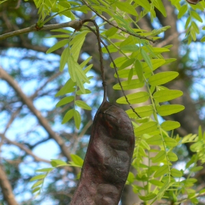 Photographie n°27872 du taxon Gleditsia triacanthos L. [1753]