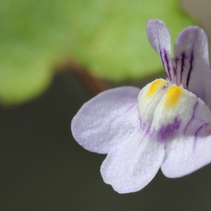 Photographie n°27911 du taxon Cymbalaria muralis G.Gaertn., B.Mey. & Scherb. [1800]