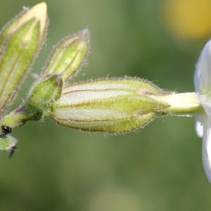 Photographie n°27921 du taxon Silene latifolia Poir.