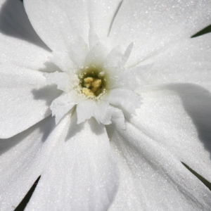 Photographie n°27923 du taxon Silene latifolia Poir.