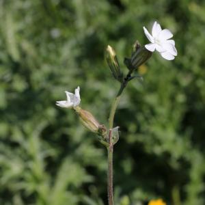 Photographie n°27924 du taxon Silene latifolia Poir.