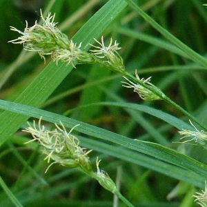 Carex canescens sensu Thuill. (Laiche à épis séparés)