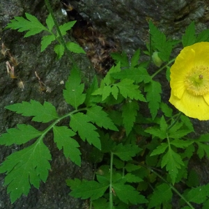 Photographie n°27943 du taxon Meconopsis cambrica (L.) Vig.