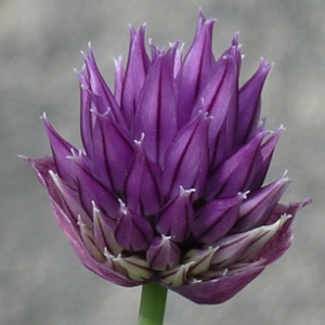 Photographie n°27955 du taxon Allium schoenoprasum L. [1753]